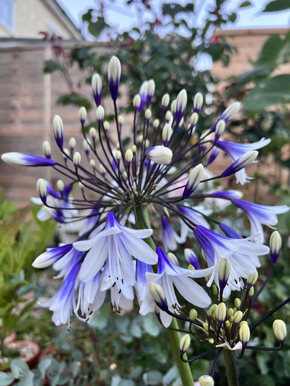 Skærmlilje 'Fireworks'